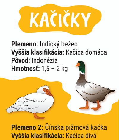 Kaczki